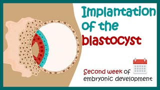 Implantation of the blastocyst  Week 2 of embryonic development  Developmental biology [upl. by Ymmor773]