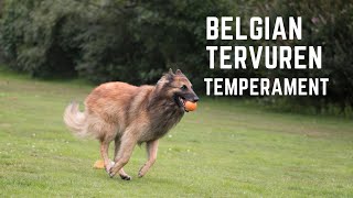 Belgian Tervuren Temperament [upl. by Akimot]