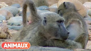 DOCU Babouins presque trop humains  Animaux [upl. by Encratis]