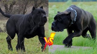 💥Presa Canario Vs Cane Corso  Qué raza es mas poderosa [upl. by Leizar529]