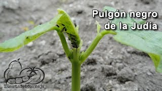 Pulgón negro de las judías Aphis fabae [upl. by Ylenaj793]