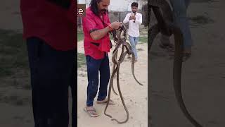 How to Prevent Snakes on Your Property [upl. by Radloff]