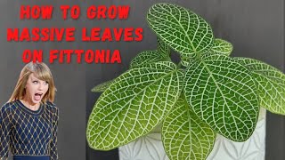 Fittonia Care  How to Get Big Leaves of Fittonia  Nerve Plant [upl. by Icyac]