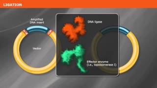 Overview of PCR Cloning [upl. by Derte]