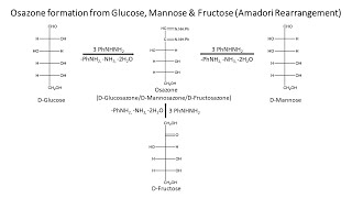 Osazone Formation  Amadori Rearrangement  Weygand Mechanism [upl. by Elorac]