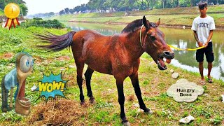 KUDA DELMAN 🎯 WAKTUNYA REFRESING GUYS REBAHAN DI PINGGIR KALI SAMBIL MAKAN RUMPUT  HORSE [upl. by Wesa584]