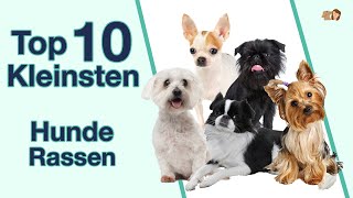 Top 10 kleinste Hunderassen  Rangliste sortiert nach Höhe Gewicht Erscheinungsbild [upl. by Fredel]