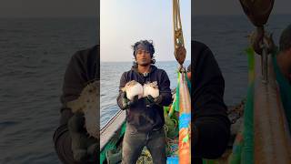 Puffer Fish 🐡 local Boi Nani vizagnani vizagfishingharbour fishingboat localboynani ytshorts [upl. by Odnalref]