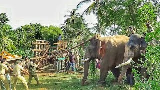 Capturing killer elephant that took the life of 7 people Attappadi Kerala [upl. by Hsan734]