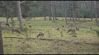 Live wildcam Het Nationale Park De Hoge Veluwe [upl. by Emmanuel540]