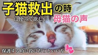 🆘子猫を呼ぶ母猫の声。子猫救出の時に聞かせてみて。「ここに来なさい離れちゃダメ」と言っています。 [upl. by Belshin]