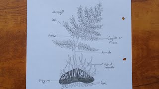 How to draw dryopteris  Dryopteris diagram drawing tutorial  Science project for beginners [upl. by Rieth]