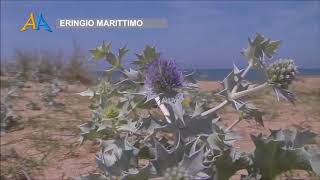 ERINGIO MARINOERYNGIUM MARITIMUM vegetazione dunale [upl. by Ehcsrop]