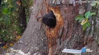 Bear cubs get stuck in tree trunk [upl. by Armbrecht]