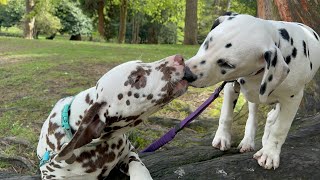 Taking puppies to Aberdare park [upl. by Veronike]