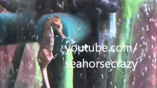 Seahorse gives birth Seahorse having babies giving birth [upl. by Shu]