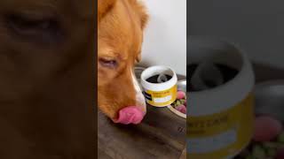 How to Use Plaque Off Powder for Dogs  Animigo DentiCare for Cats amp Dogs [upl. by Clift642]