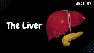 Liver Anatomy Function Topography External Structures Ligaments [upl. by Eniamej992]