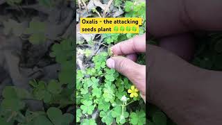 OXALISThe attacking seeds plant🍀botanybiologyflorafaunasciencesciencefactsviralvideo🍀🍀 [upl. by Sirref]