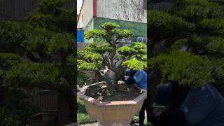 整理maintenancepruning for podocarpus Podocarpus 晶鑽羅漢松 [upl. by Llerrad]