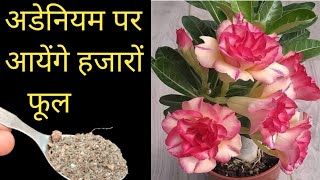 अडेनियम पर आयेंगे हजारों फूलadenium plant careHow to get flowers from Adeniyam plant [upl. by Theodore]