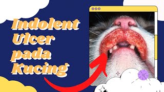 Indolent Ulcer pada Kucing Bengkak di Area Mulut Kucing [upl. by Lorien]