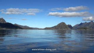 Lofoten Diving [upl. by Afrikah]