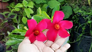 how to grow mandevilla🌺🌺how to care mandevilla plant🌱beautiful mandevilla plant🌱 [upl. by Atsiuqal674]