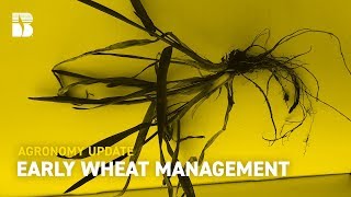 Early Wheat Management  Becks Agronomy Update [upl. by Seiuqram]