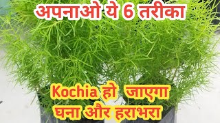 How to Grow and Care Kochia Plant Best Summer Plant  Kochia Plant Care [upl. by Sascha]