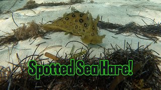 Swimming with Spotted Sea Hare [upl. by Alwyn435]