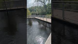 Hurricane Milton Floods Sweetwater Creek to Boardwalk Black Bellied Whistling Ducks at Solary Park [upl. by Annwahsal691]