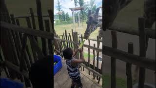 Feeding a giraffe at Turtle Back Zoo in West Orange NJ for just 5 🦒 Dont miss these cute moments [upl. by Hernardo]