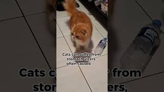 Cats can get stomach ulcers catopedia zoeymeow pets [upl. by Debbie538]