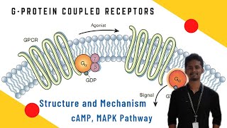 73 GProtein Coupled Receptor GPCR Signalling Pathway in Tamil [upl. by Tiffanie478]