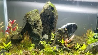 My 20 Gallon Iwagumi Aquascape  Celestial Pearl amp Gold Ring Danios Micro Rasbora Ruby Tetra [upl. by Cathleen]