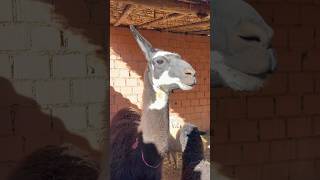 alpaca alpaka sheep lama vicuña peru animallover animals [upl. by Naerol61]