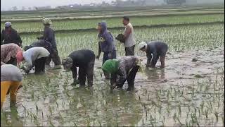 Khoupum Rice Plantation Season Satudai BChWoman Society amp Others Helping the needy 2024 [upl. by Youngran56]