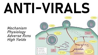 Antiviral Pharmacology [upl. by Donall]