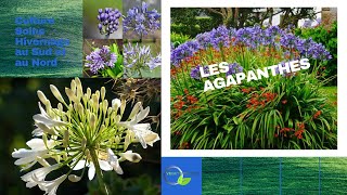 Les Agapanthes [upl. by Harmony]