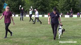 Finals – Michelle Holmlund  Kajsaligans Amazing  Border Collie – SWEDEN [upl. by Akcinat540]