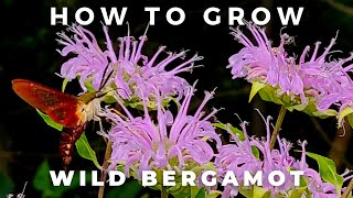 Complete Guide to Wild Bergamot Monarda Fistulosa [upl. by Shanahan]