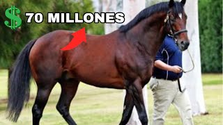 Este Caballo COSTÓ Más de 70 MILLONES de Dólares  Fusaichi Pegasus [upl. by Enohpesrep]