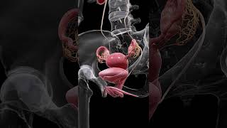 Understanding the Uterus Bladder and Ovaries anatomy meded 3danimation [upl. by Meeka]