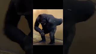 Gorilla dance 😅😂😜 [upl. by Arekat]