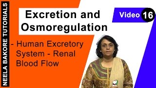 Excretion and Osmoregulation  NEET  Human Excretory System  Renal Blood Flow  Neela Bakore [upl. by Geoffrey79]