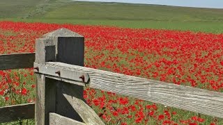 ASMR Bird Sounds Relaxation  Calming Skylark Bird Song amp Beautiful Poppy Fields [upl. by Lemuel]