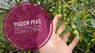 🫛 PIGEON PEAS  Growing and Harvesting [upl. by Drawyeh58]