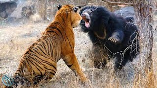 SLOTH BEAR ─ Worlds Deadliest Bear Sloth Bear vs Tigers and Humans [upl. by Samal520]