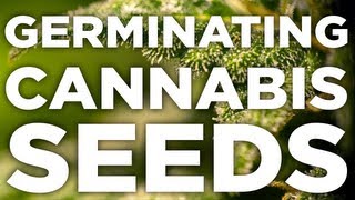 How To Germinate Cannabis Seeds 100 Successfully [upl. by Jacquetta]